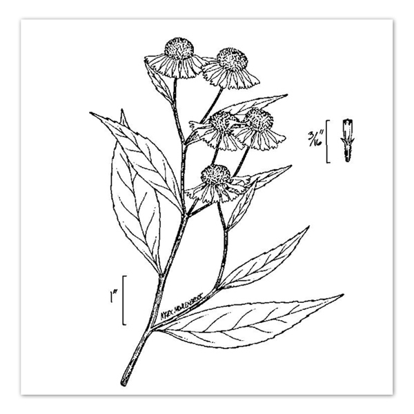 Helenium autumnale – Sneezeweed