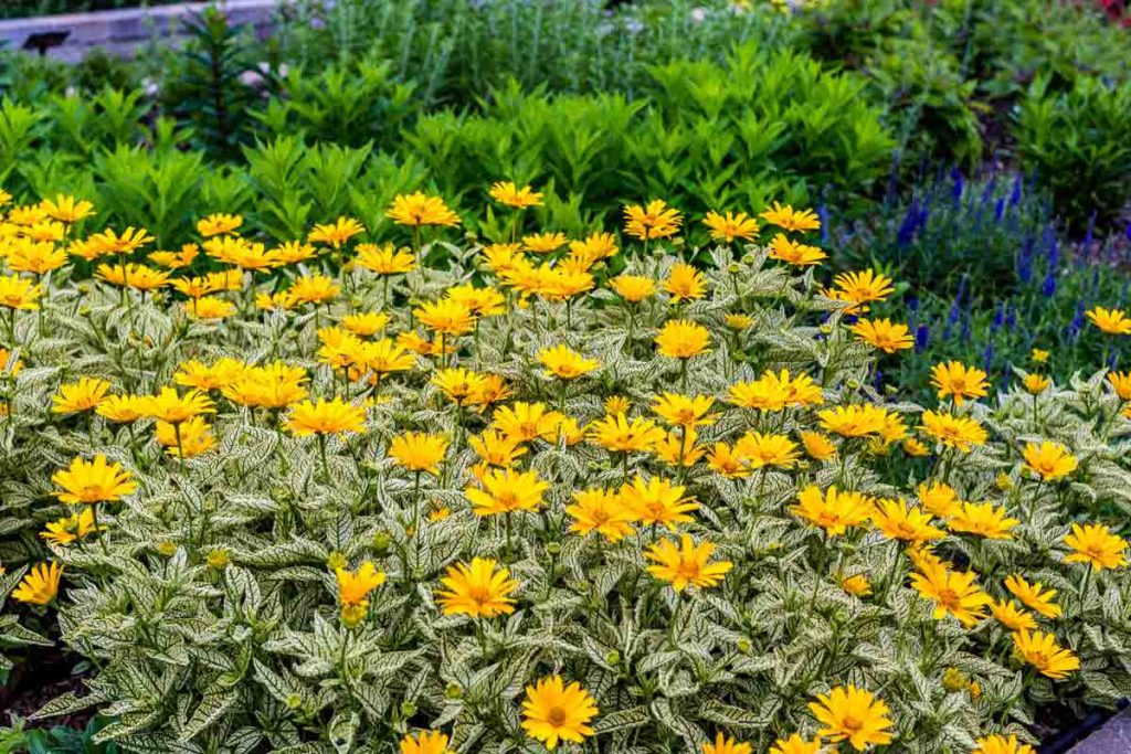Heliopsis Sunstruck Perennial Sunflower Sugar Creek Gardens