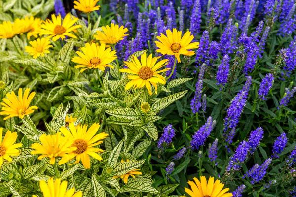 Heliopsis-Sunstruck-with-Veronica-Moody-Blues