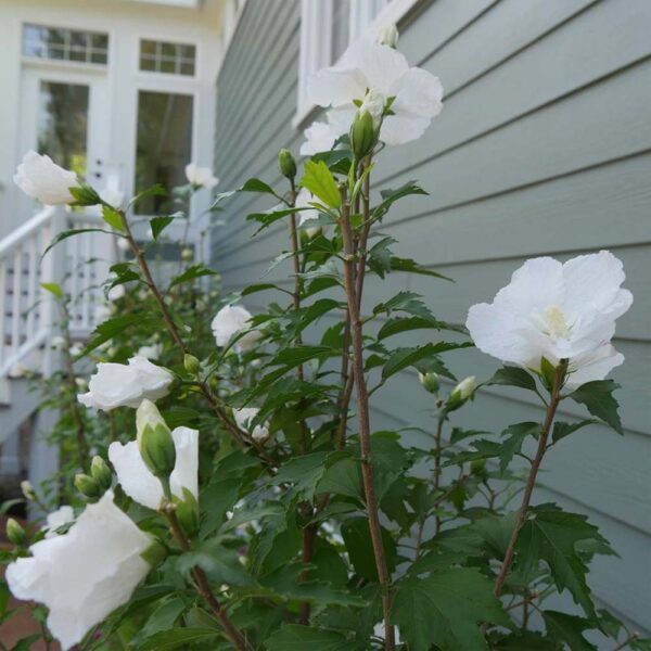 Hibiscus White Pillar Rose of Sharon