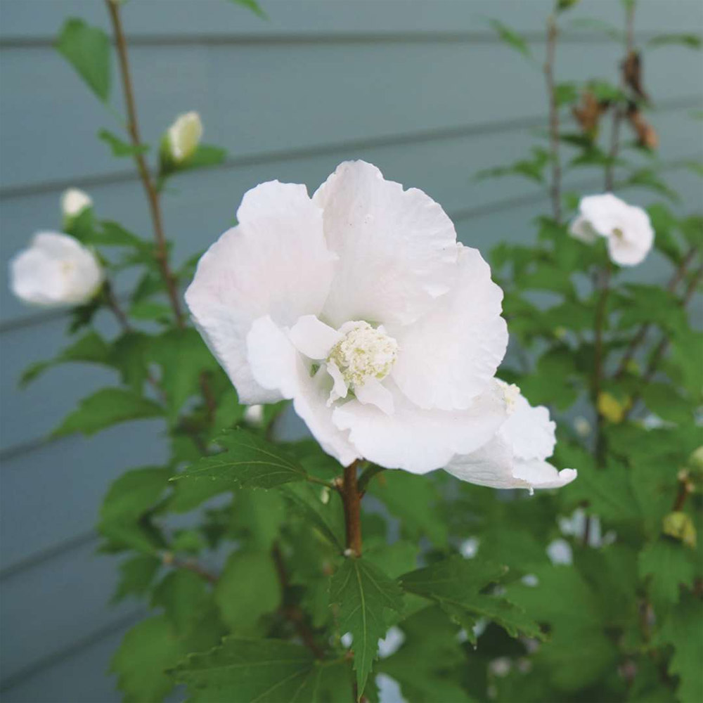 Image of White Pillar Rose of Sharon as a Cut Flower