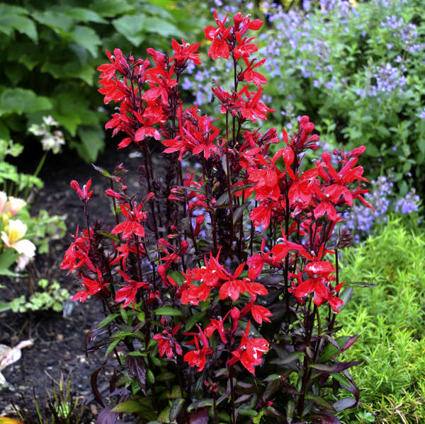 50PCs Red Lobelia Starship Scarlet Seeds Rare Flower Flower Potted Home Garden