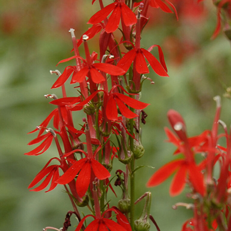 Lobelia cardinalis Cardinal Flower Sugar Creek Gardens