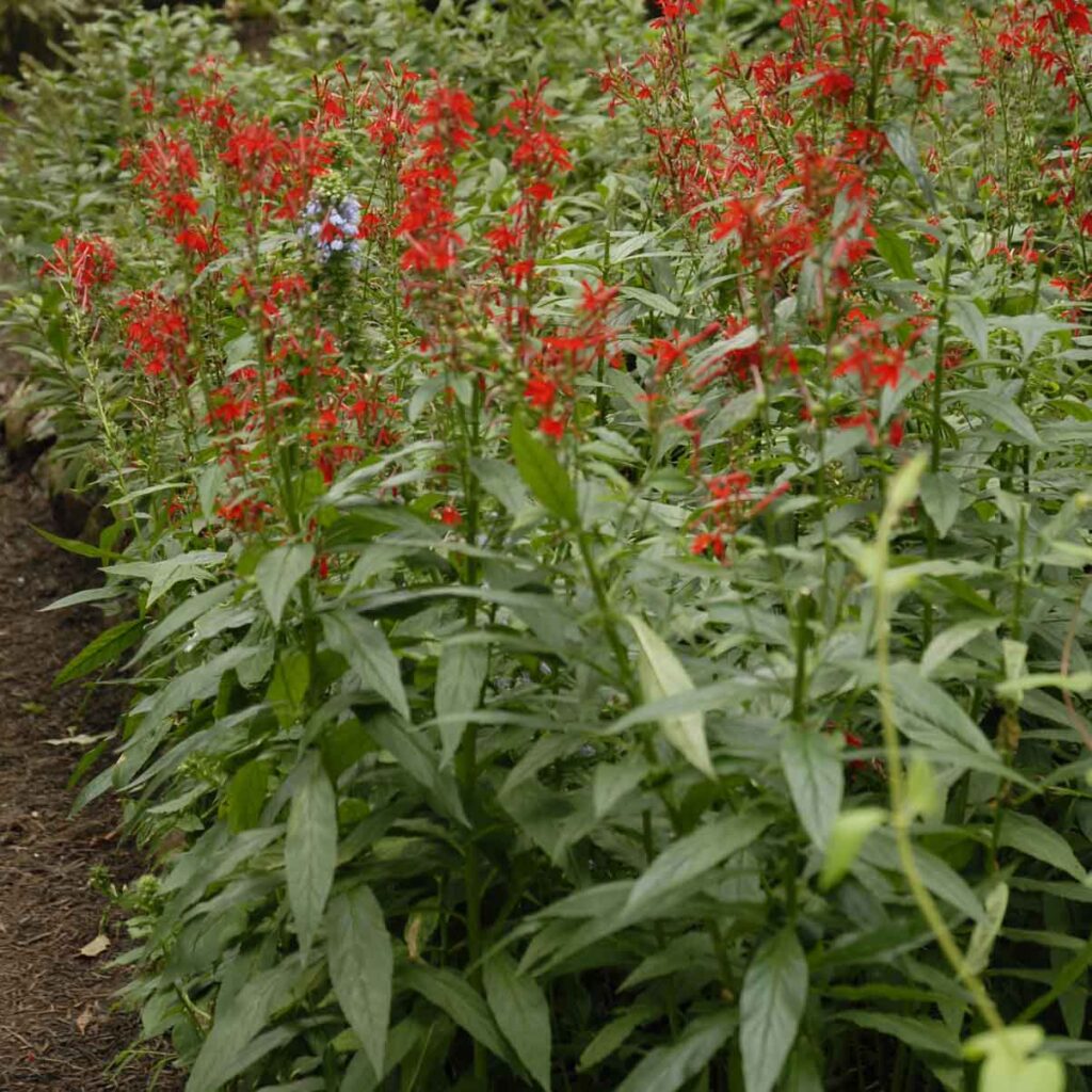 Lobelia cardinalis Cardinal Flower Sugar Creek Gardens