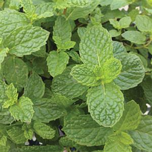 Mint Mojito Herb - Organic