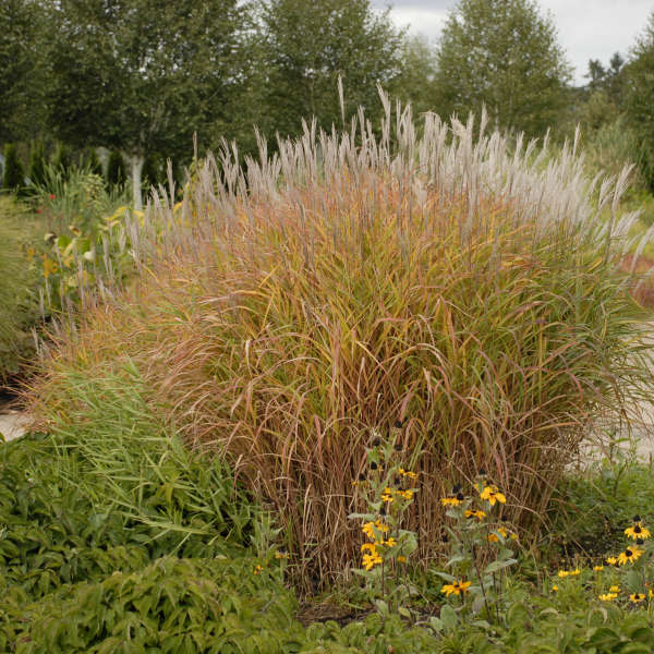Miscanthus purpurescens Flame Grass fall color