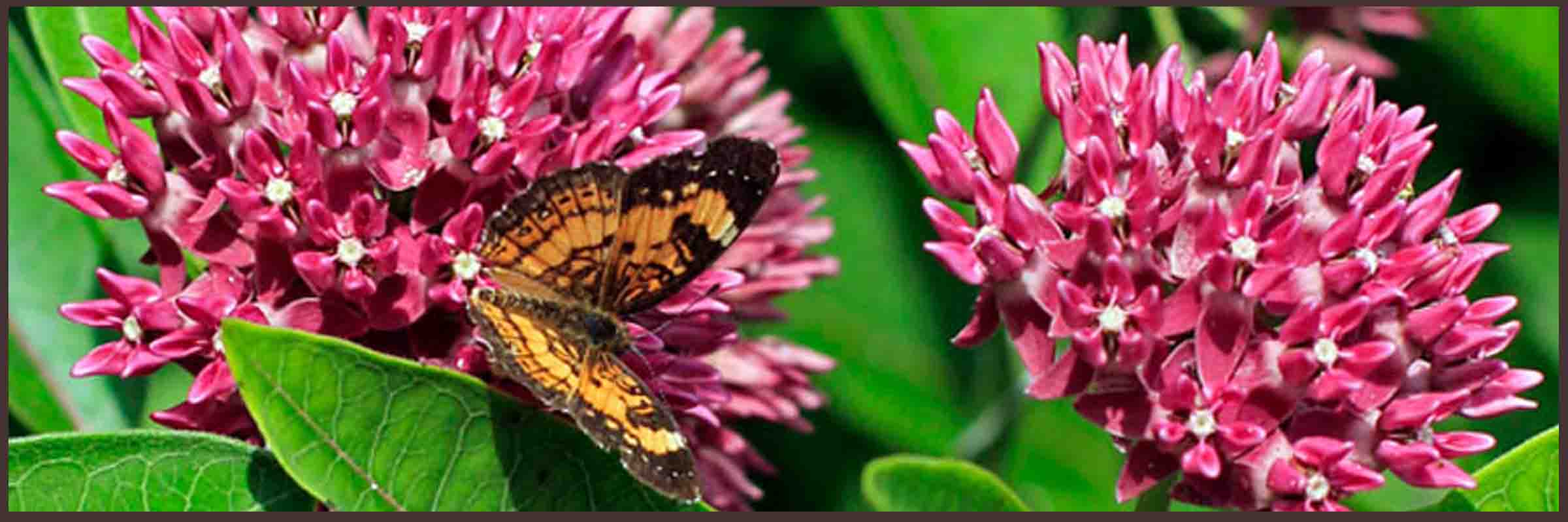 Missouri Native Plants Sugar Creek Gardens