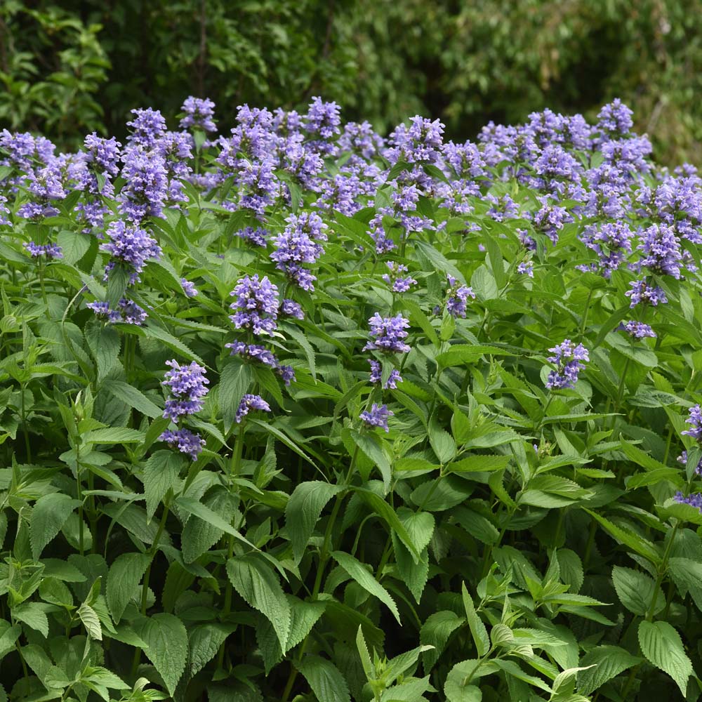 Nepeta – Prelude Blue Catmint