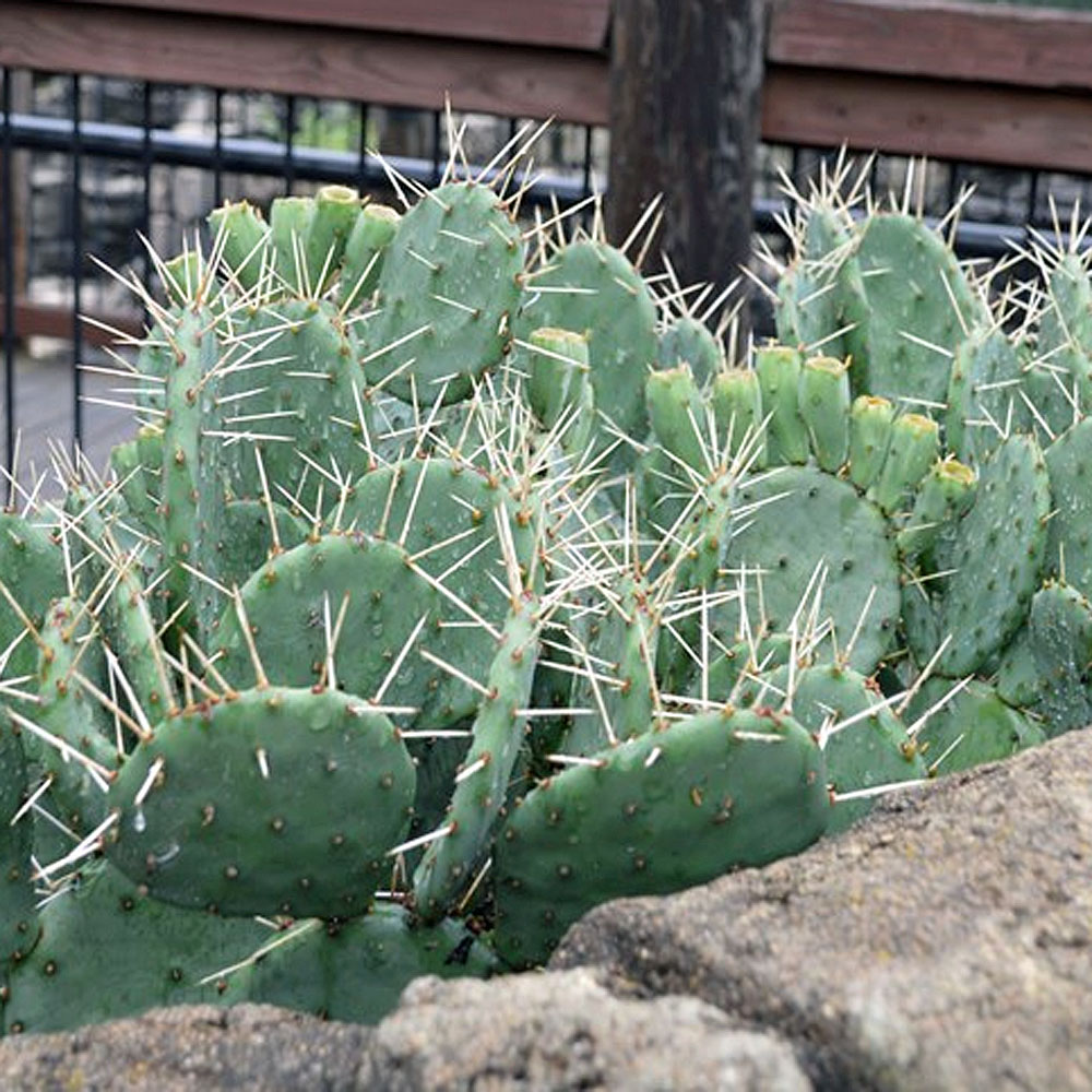 Prickly Pear: How to Grow and Care for Opuntia Cactus
