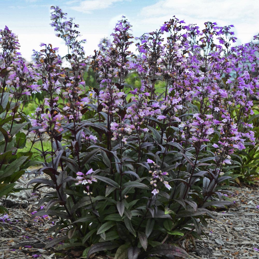 Penstemon – Blackbeard Beardtongue