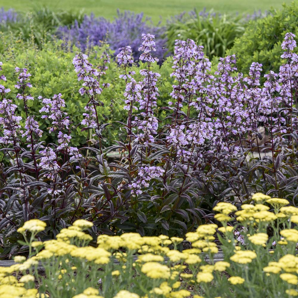 Penstemon – Blackbeard Beardtongue