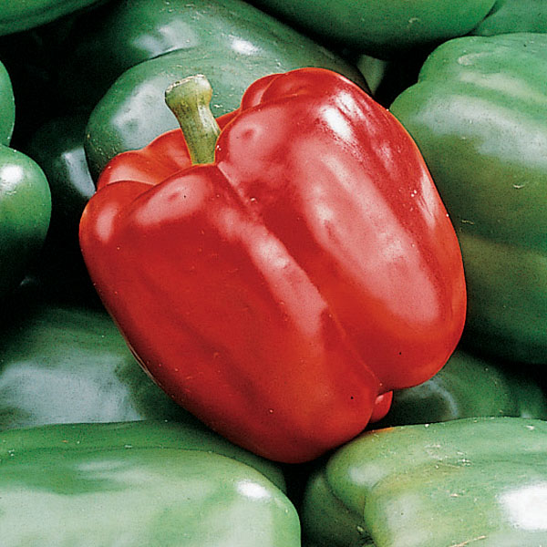 Pepper Mighty Veggies Red Bell Pepper Grafted Vegetable