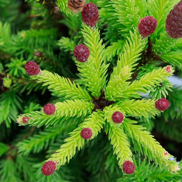 Picea Pusch, Norway Spruce - Sugar Creek Gardens