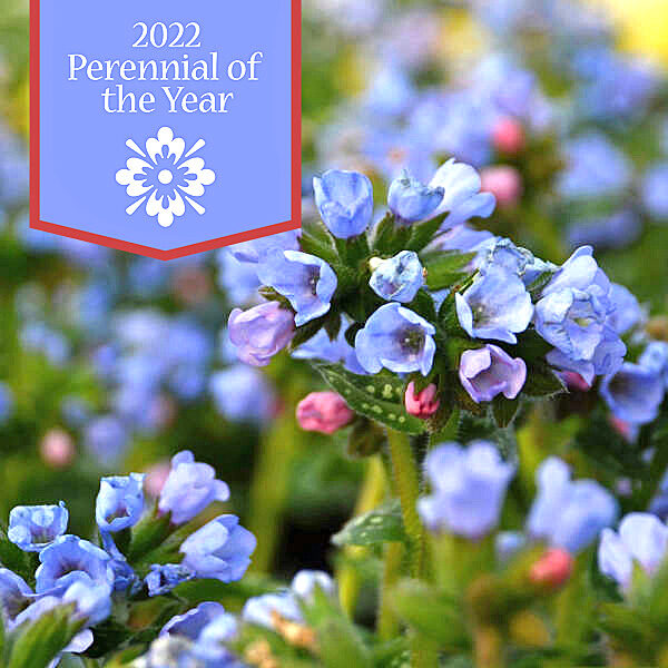 Pulmonaria Twinkle Toes 2022 Perennial of the Year