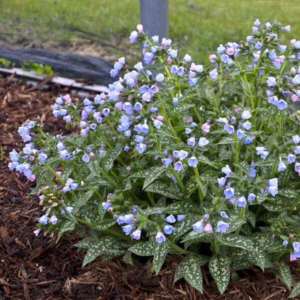 Pulmonaria Twinkle Toes 2022 Perennial of the Year