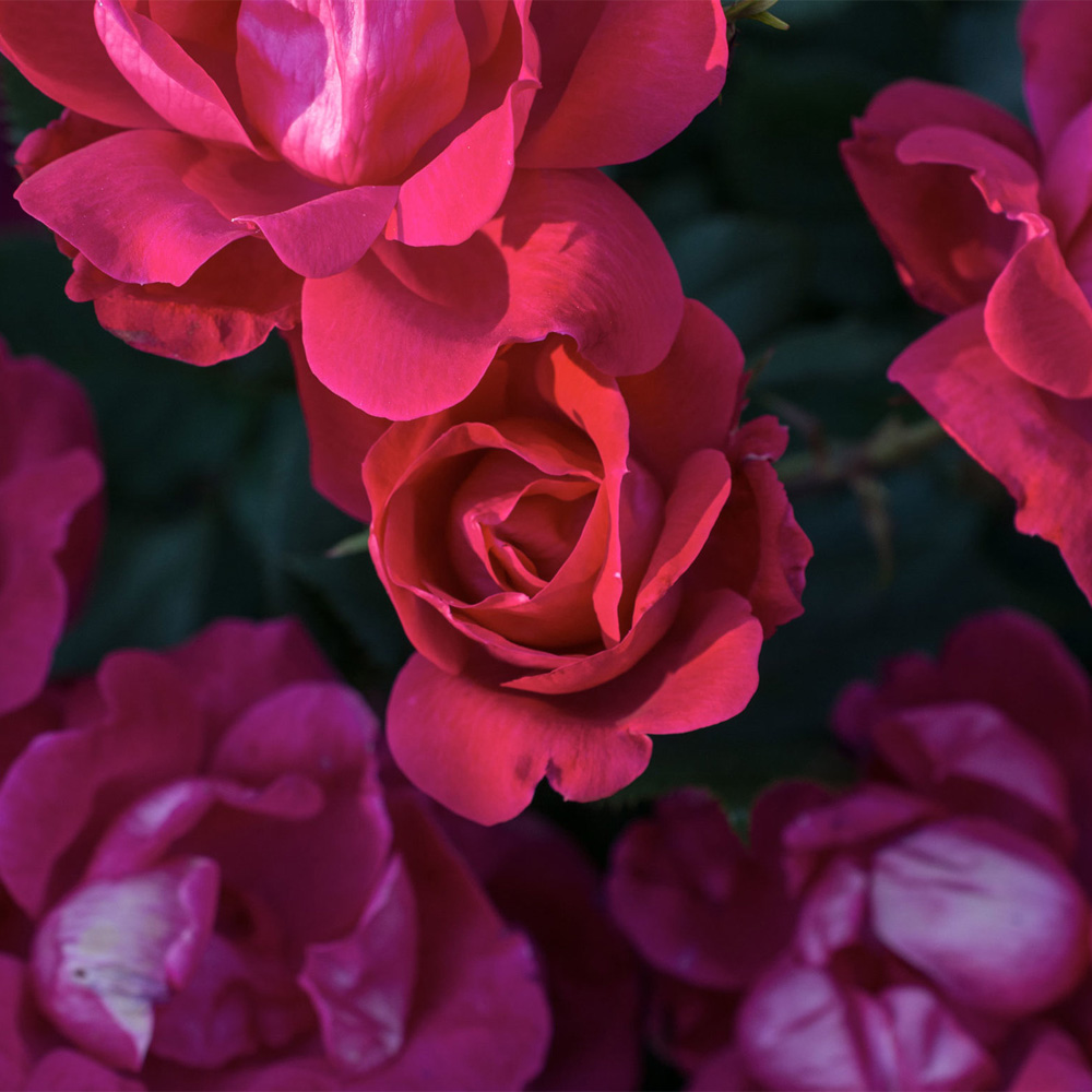 Rose Double Knock Out – Shrub Rose
