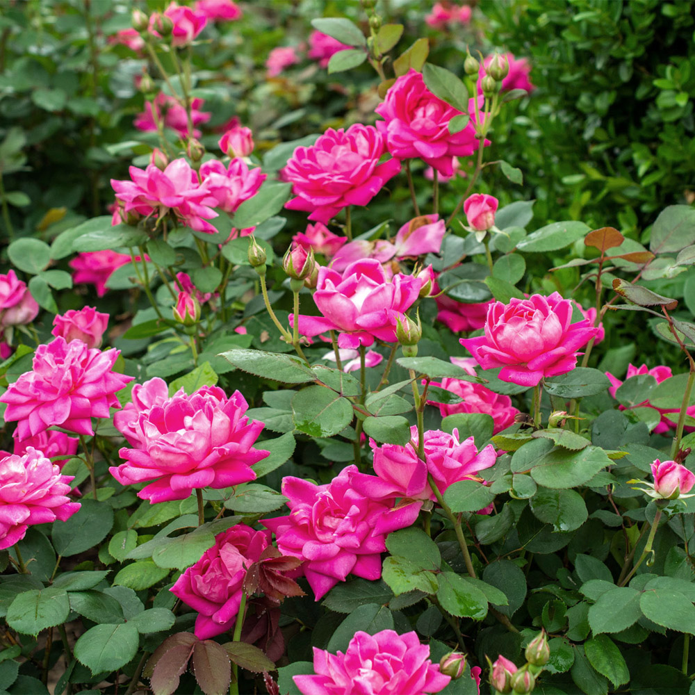 Rose Pink Double Knock Out – Shrub Rose