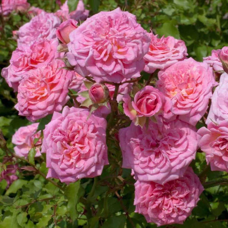 best way to water drift roses