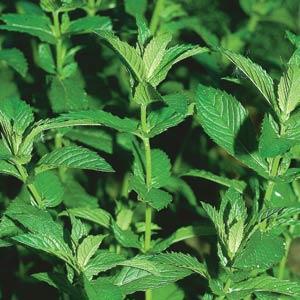Mint Spearmint Herb - Organic