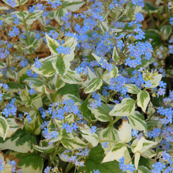 Brunnera variegata Siberian Bugloss