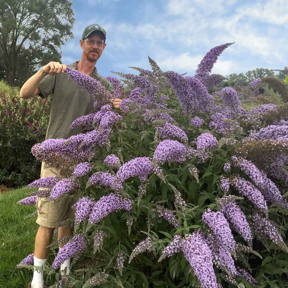 Image of Summer lilac butterfly bush in full bloom