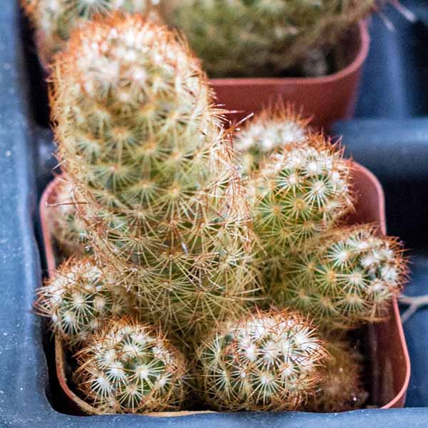 Cacti Assorted 2 inch