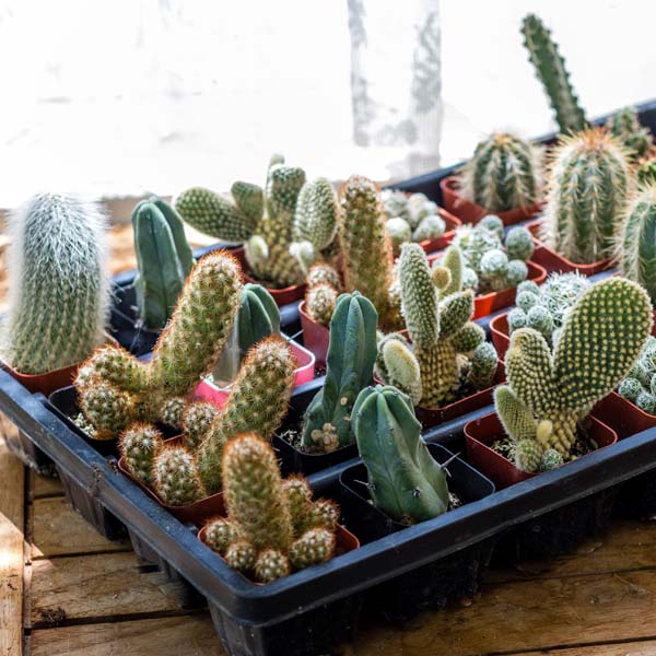 Cacti Assorted 2 inch