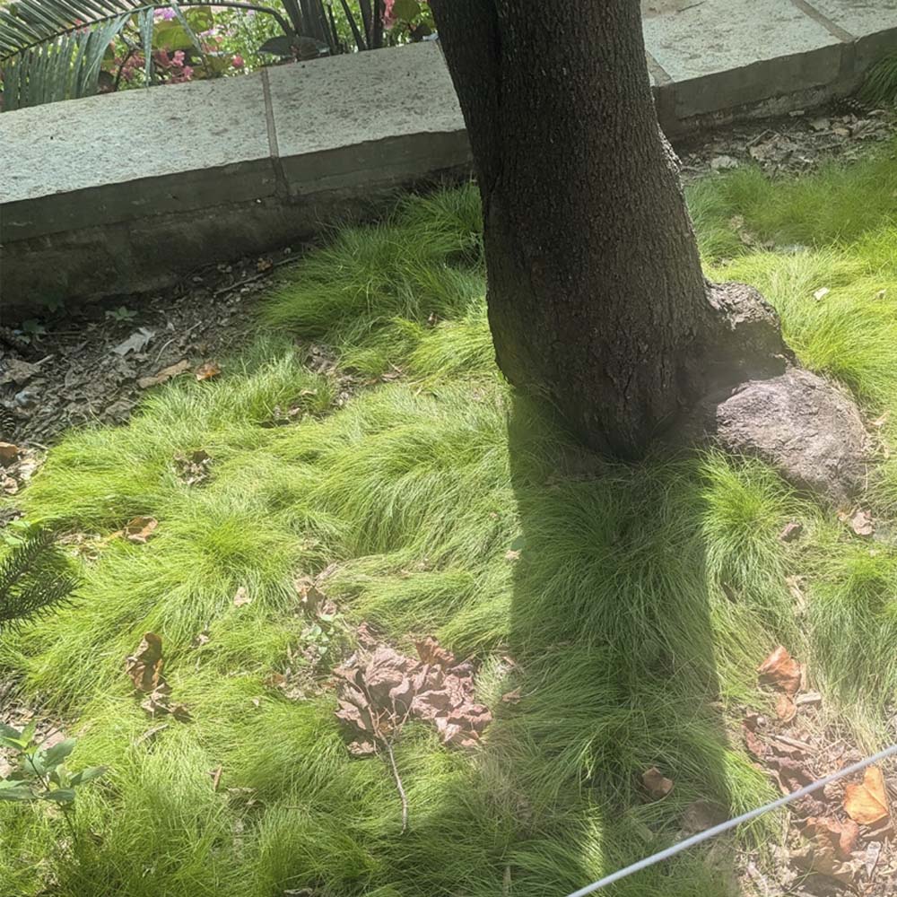 Carex eburnea – Bristle Leaf Sedge