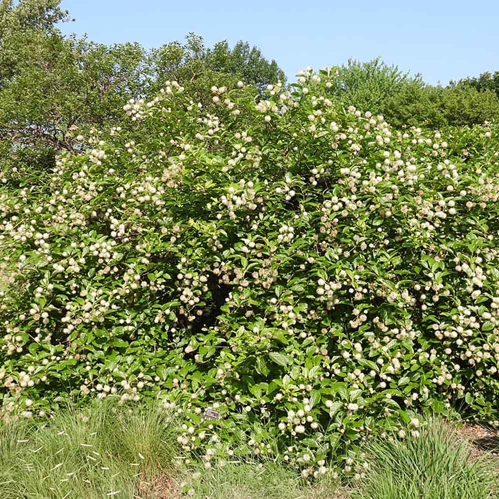 Cephalanthus occidentalis – Buttonbush