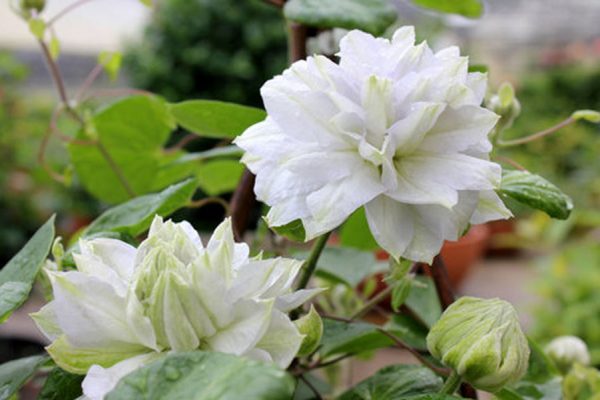 Add a sparkling jewel to your garden with Diamond Ball Clematis.