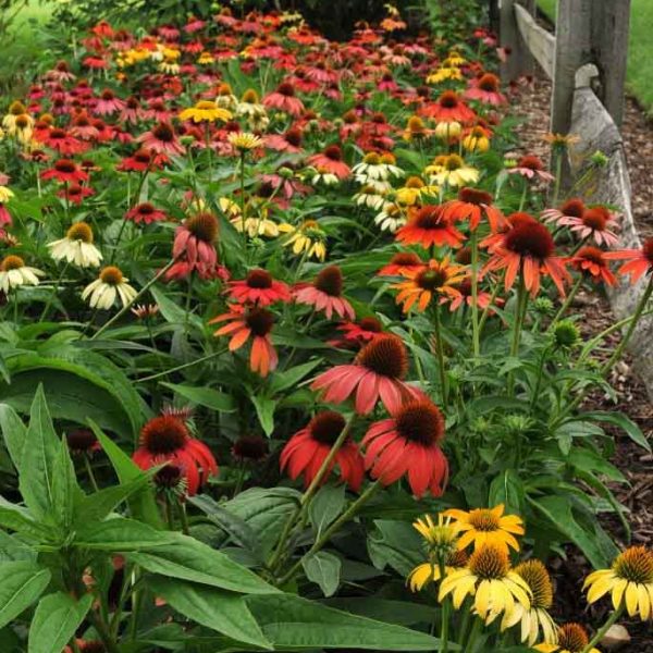 Echinacea – Cheyenne Spirit Coneflower