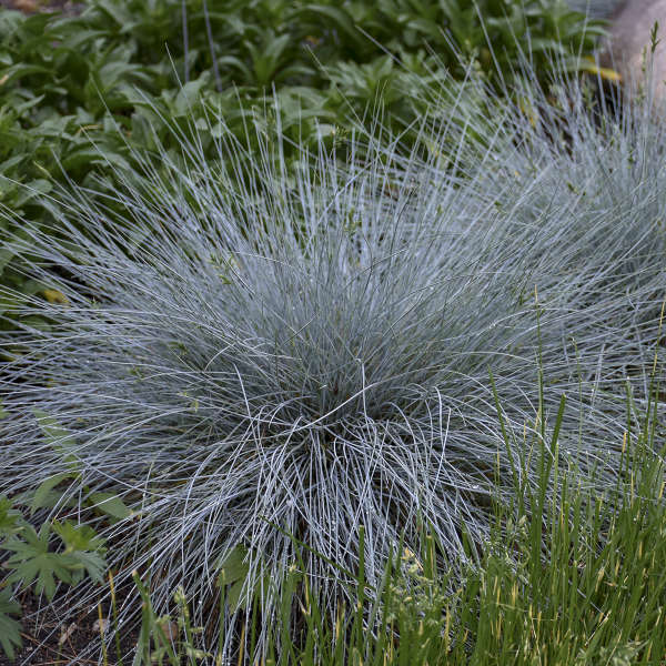 Festuca Blue Whiskers Blue Fescue Grass