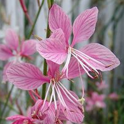 Gaura Siskiyou Pink Whirling Butterflies flowers