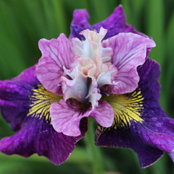 Iris on Mulberry Street Siberian Iris
