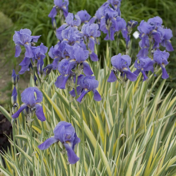 Iris pallida Aureo Variegagta Variegated Sweet Iris