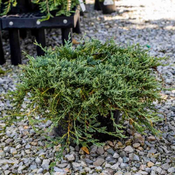 Juniperus Blue Rug Juniper