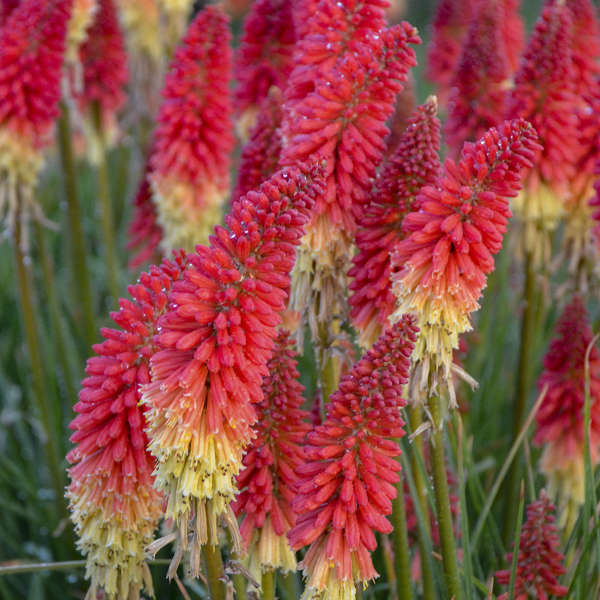 Kniphofia – Rocket’s Red Glare Red Hot Poker