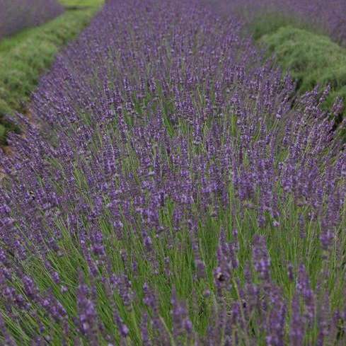 Lavender Phenomenal