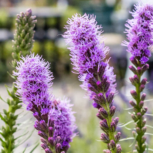 Liatris – Cobalus Dwarf Blazing Star