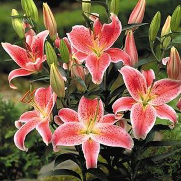 Lilium Stargazer Oriental Lily