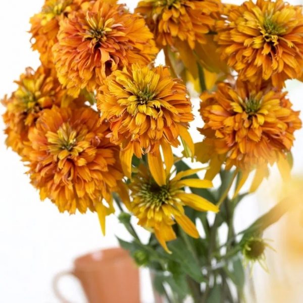 Echinacea – Marmalade Coneflower