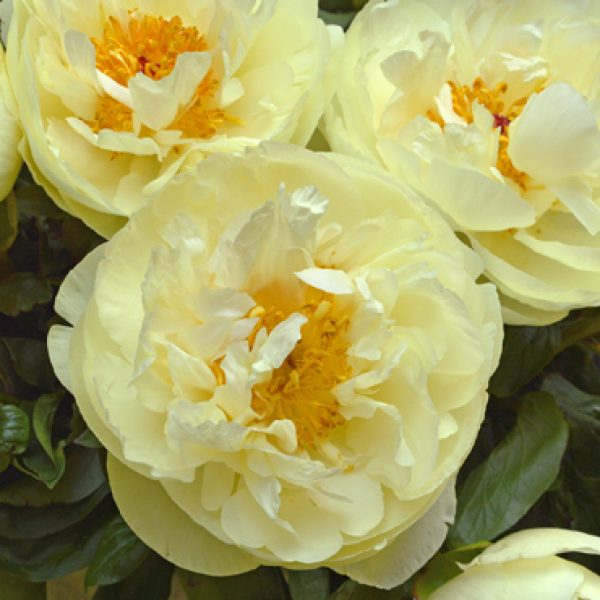 Peony Growing Tips - Sugar Creek Gardens