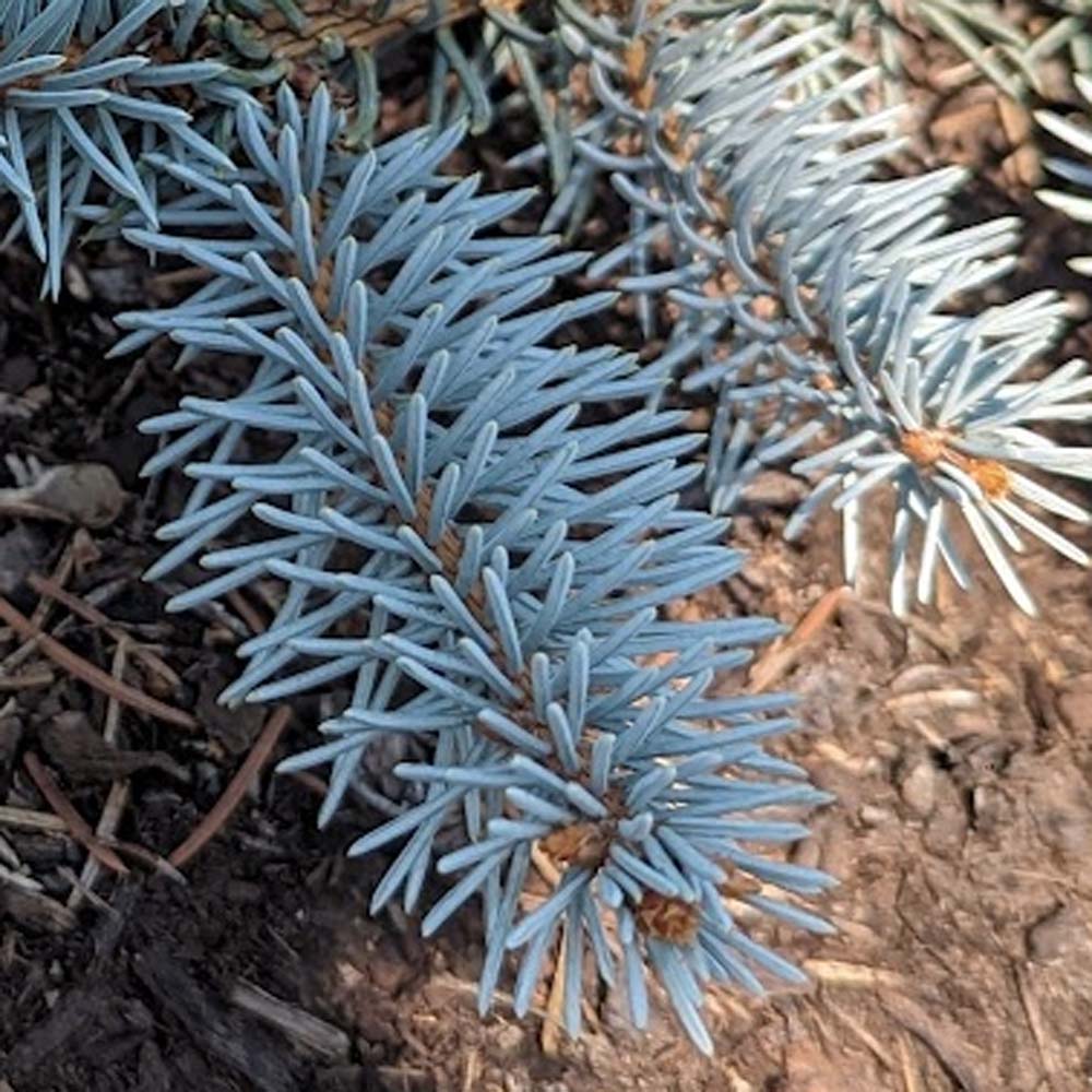 Picea Procumbens – Ground Cover Blue Spruce