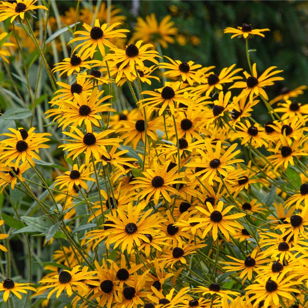 Rudbeckia hirta – Black-Eyed Susan