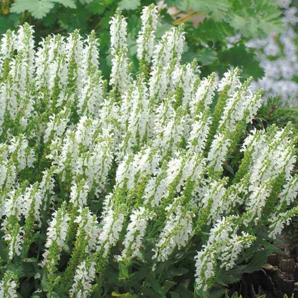 Salvia Lyrical White Sage
