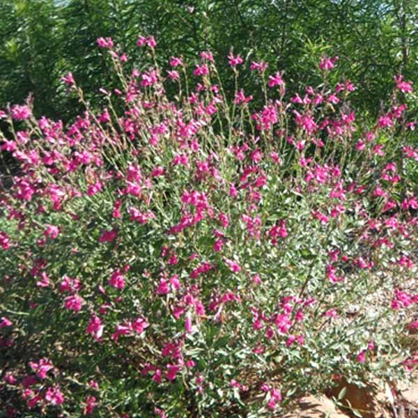 Salvia Windwalker Desert Rose Sage