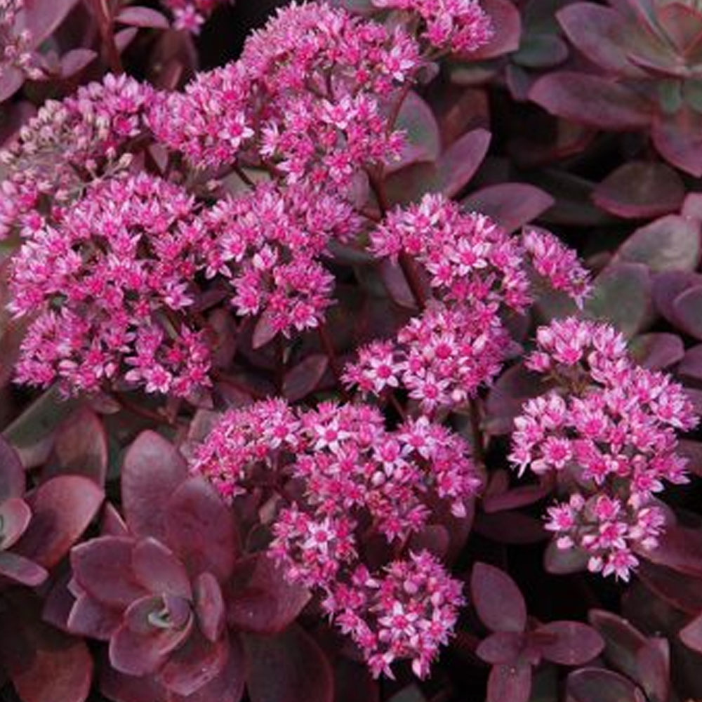 Sedum – Firecracker Stonecrop