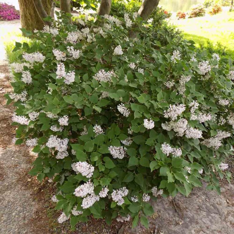 Syringa Miss Kim, Lilac - Sugar Creek Gardens