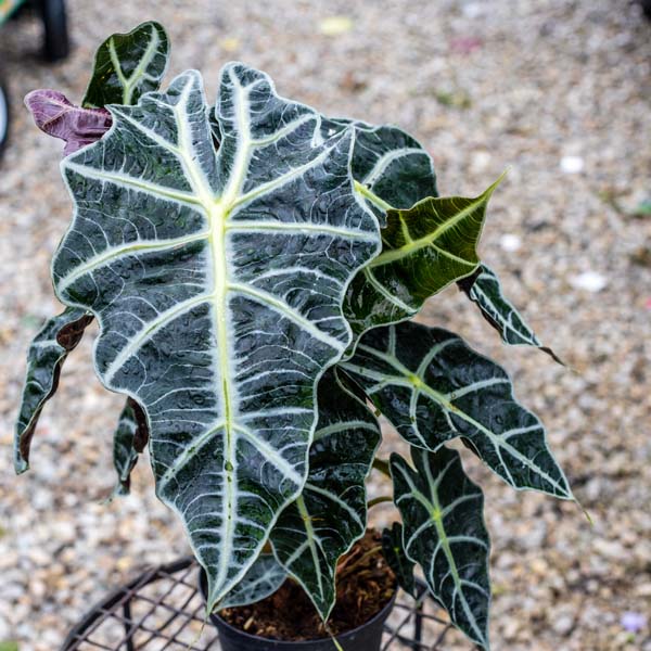 Alocasia Polly African Black Shield Plant