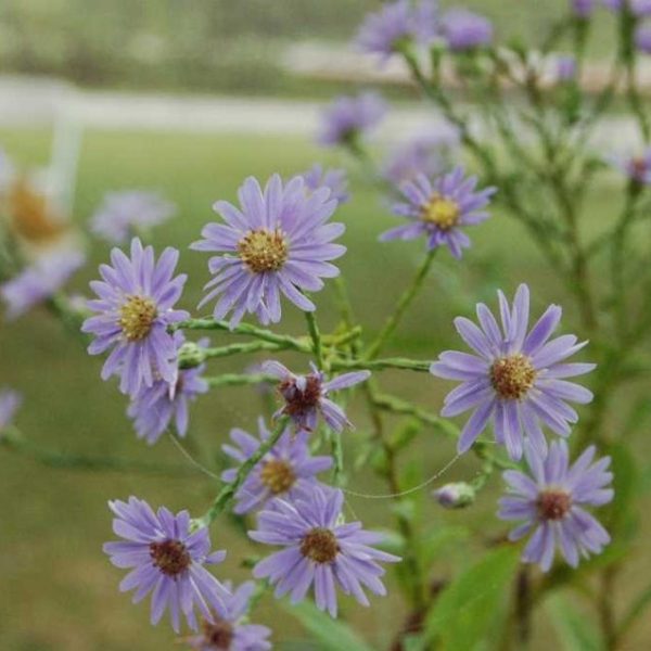 Aster laevis Smooth Aster